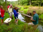 Wetland and lake ecosystems