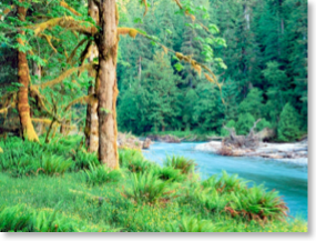 quinault_river