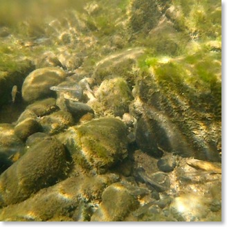 susquehanna_snorkeling