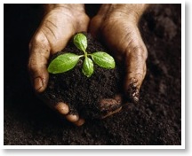 Planting in fertile ground