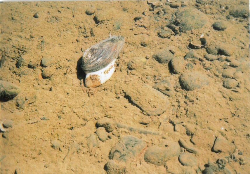 Clam Feeding