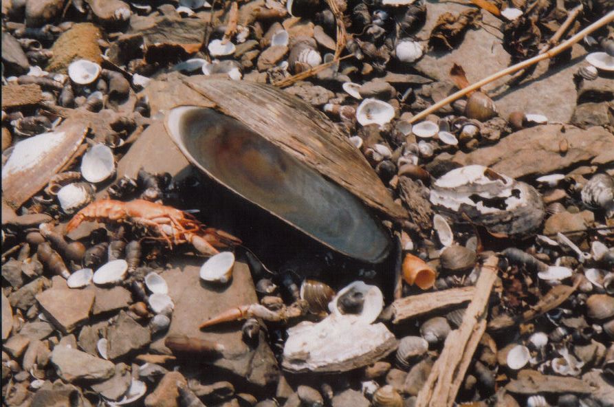 More Clam Feeding