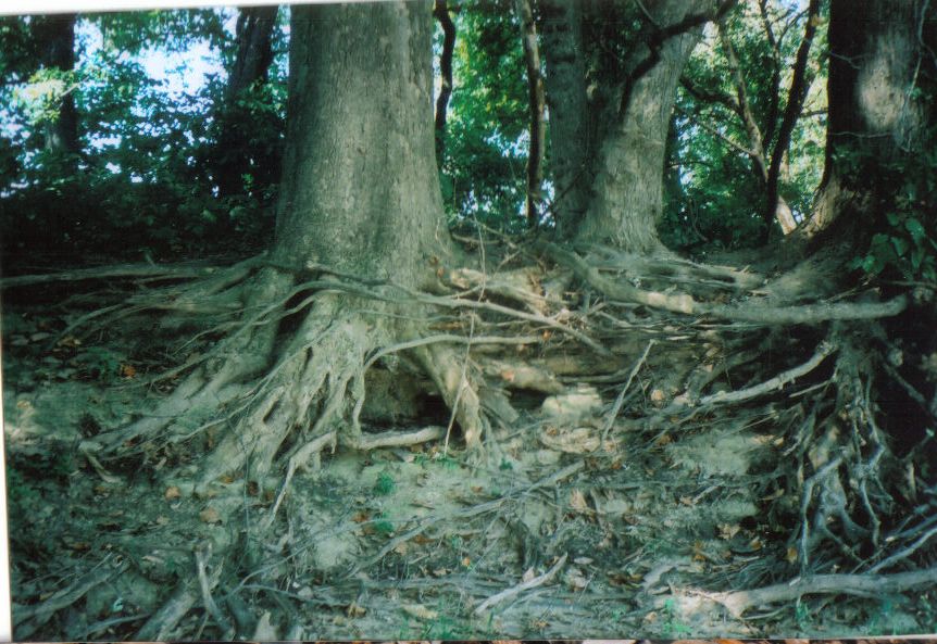 Erosion along the Susquehanna