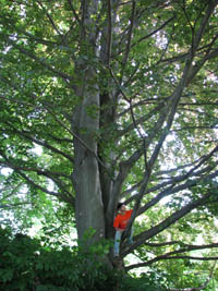 Copper beech