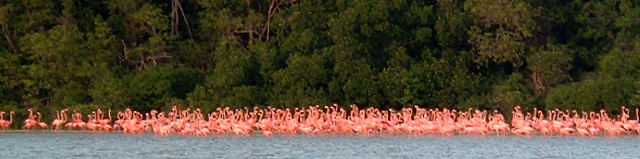 flamingos