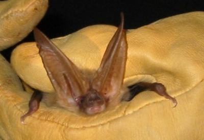 bat